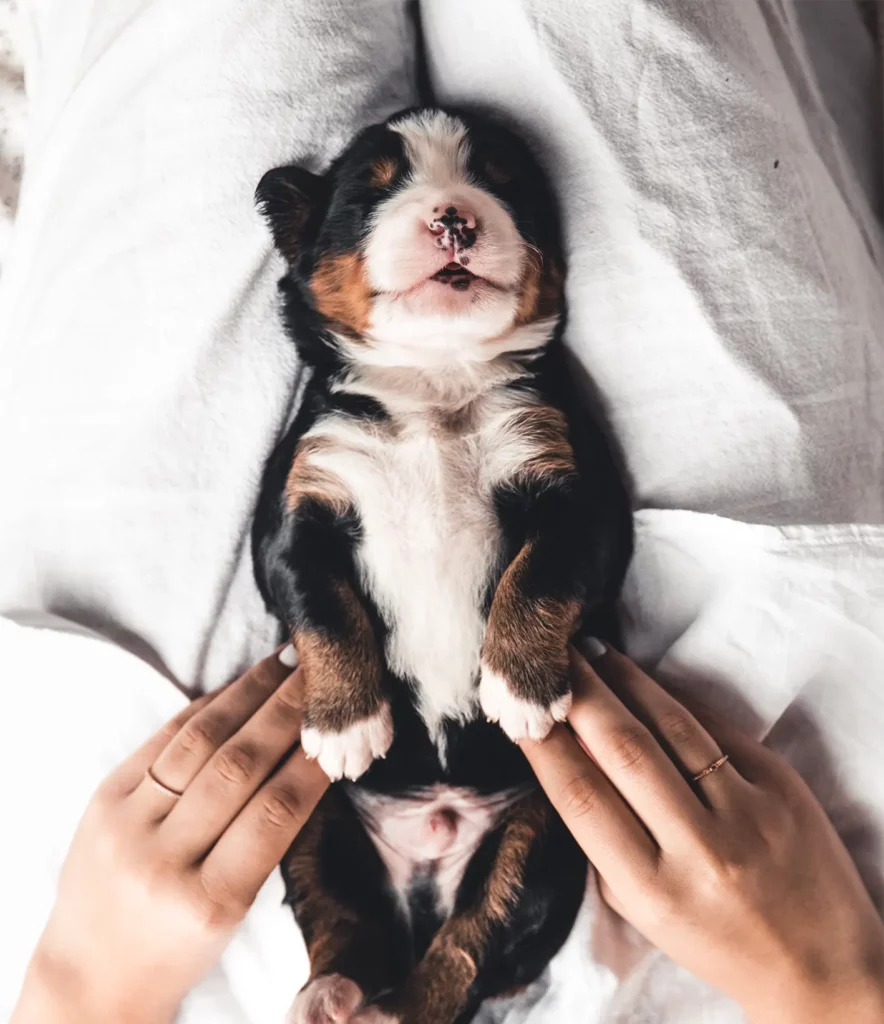 Chiot Berger des montagnes dormant entre les mains de Marine Pottin Ostéopathe Animalier