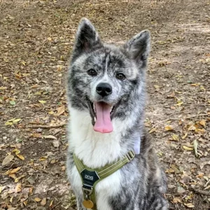 Magnifique chien gris blanc dans la forêt