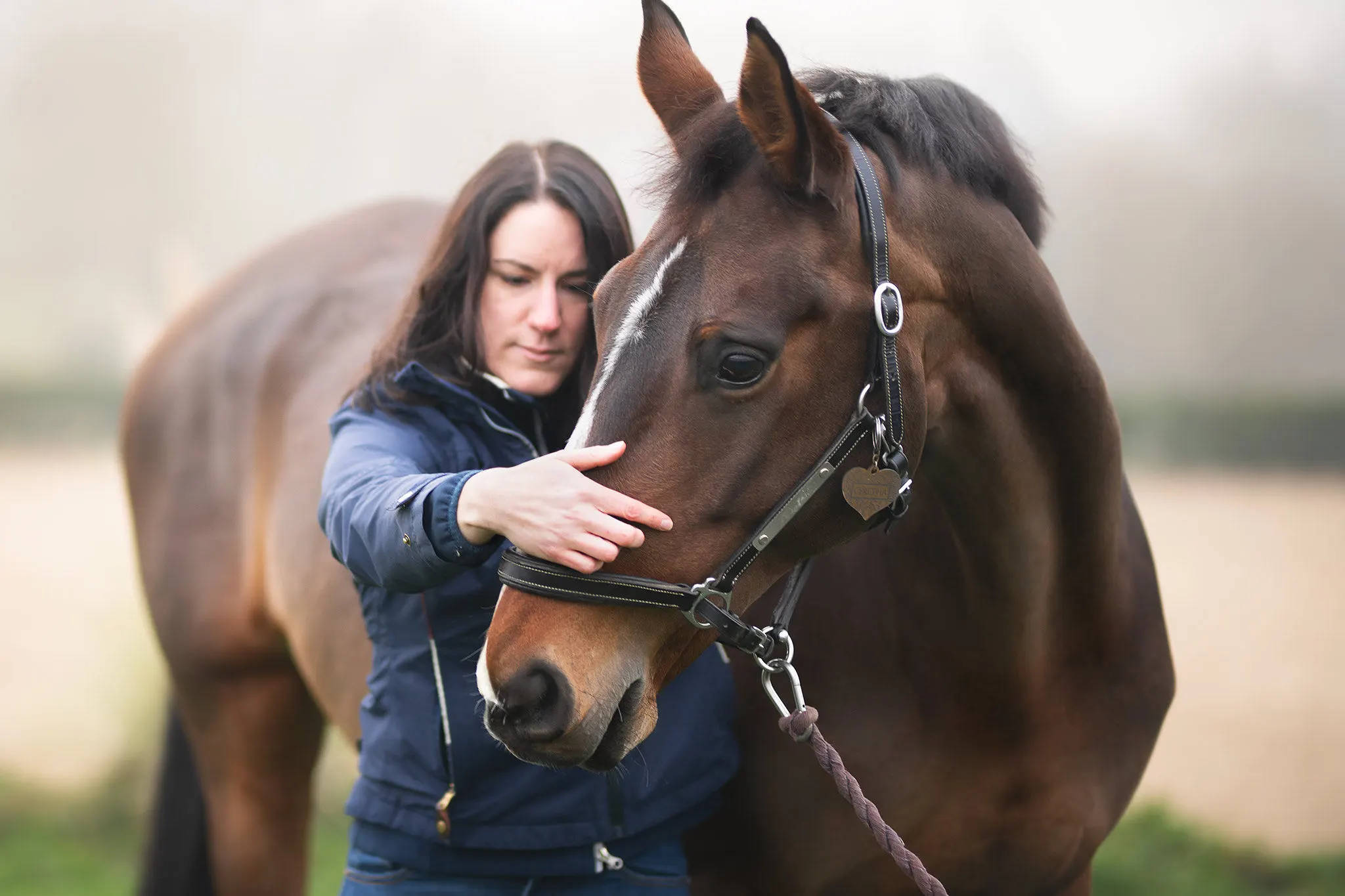 Marine pottin s'occupent d'un cheval brun