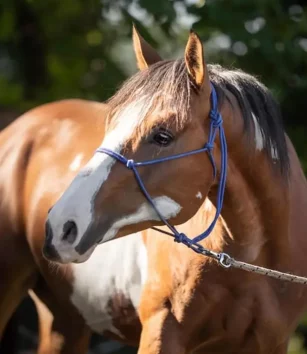 photo d'un magnifique cheval prise par Inès Tassez Photographe animalière